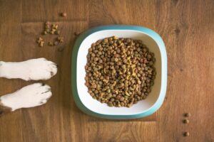 Best Senior Dog Foods for Happy, Healthy Golden Years